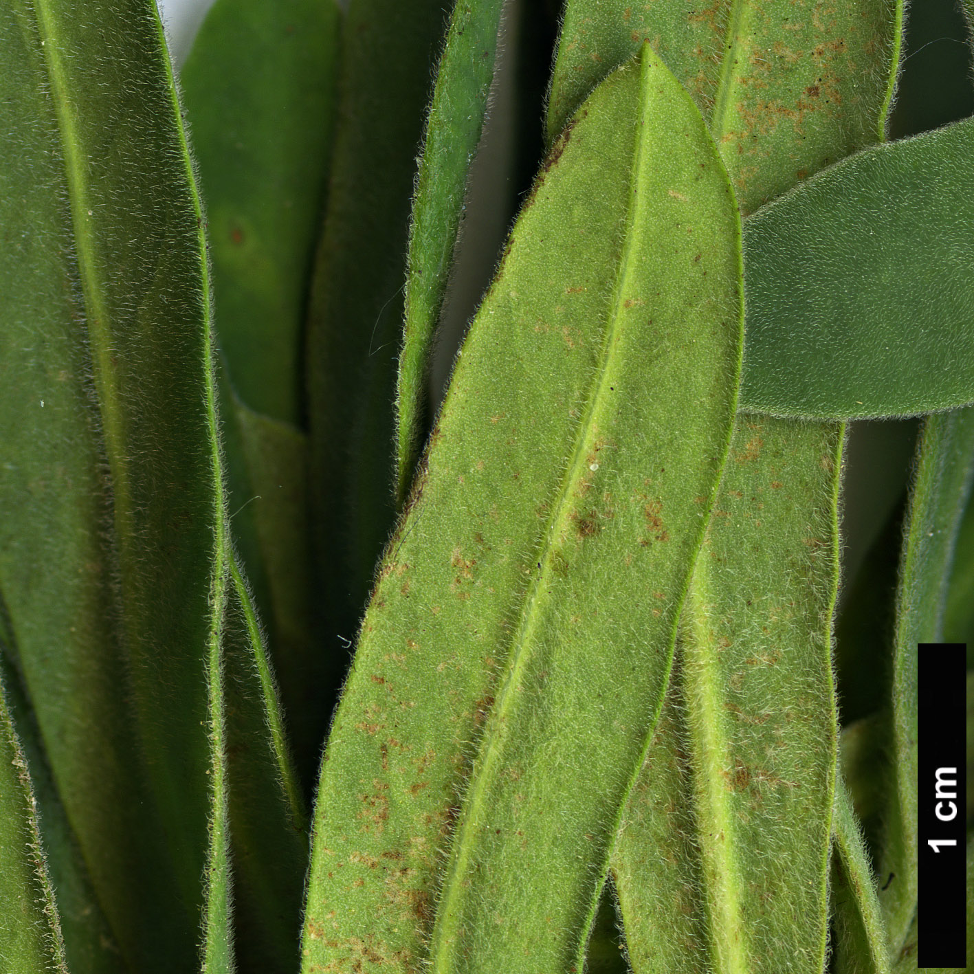 High resolution image: Family: Euphorbiaceae - Genus: Euphorbia - Taxon: characias - SpeciesSub: subsp. wulfenii